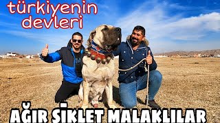 TÜRKİYEDEKİ EN AĞIR KÖPEKLER  MALAKLILAR [upl. by Eemyaj]