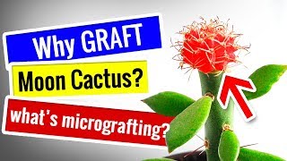 Moon Cactus Propagation  Micro Grafting Moon Cactus to Pereskiopsis  How Why [upl. by Llyrad]