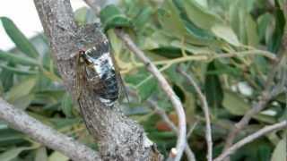 Cicada Singing [upl. by Violet]