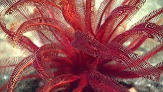 Facts The Feather Star [upl. by Bailey]