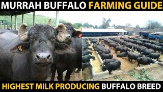 MURRAH BUFFALO  Highest Milk Producing Buffalo Breed  Informations about Murrah Buffalo Farming [upl. by Assilav465]