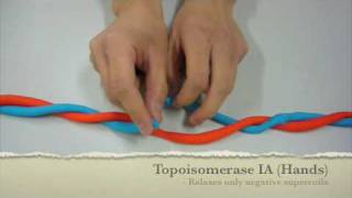 Mechanism of Action of Topoisomerase UCSD Chem 114c [upl. by Caro878]