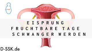 Eisprung  Fruchtbare Tage  Schwanger werden ✪ DSSKde [upl. by Craner]