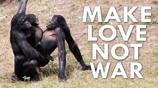 Can a Bonobo Beat you at PacMan [upl. by Allister789]