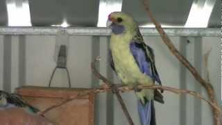 Australian Yellow Rosella Parrot [upl. by Des]