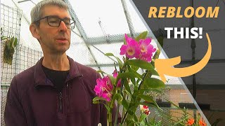 HOW TO CARE FOR DENDROBIUM NOBILE ORCHIDS [upl. by Carie]