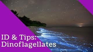 Dinoflagellates Identification and Tips [upl. by Ellevehc601]