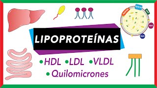 Lipoproteínas Quilomicrones VLDL LDL y HDL Transporte de lípidos [upl. by Lewak2]