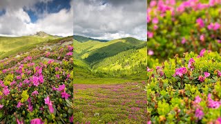 Rhododendron în Munții Bucegi Bujorii de munte de sub Vf Tătaru DeasupraMuntilorRomaniei [upl. by Arbas543]