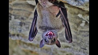 Egyptian fruit bat Rousettus aegyptiacus Σπηλαιοφάραγγο της σκοτεινής  Cyprus [upl. by Laemaj]