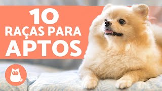 10 CACHORROS PARA APARTAMENTO raças  características [upl. by Grosz883]