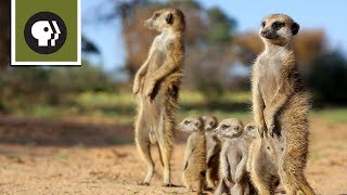 Hang with Meerkats in the Kalahari Desert  360 Video [upl. by Kallick]