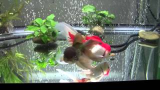 Goldfish Care Filtration Basics Part 1 [upl. by Sherrard]