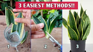 3 EASIEST Methods to Propagate SNAKE PLANTS  Snake Plant Propagation [upl. by Aicatsue941]