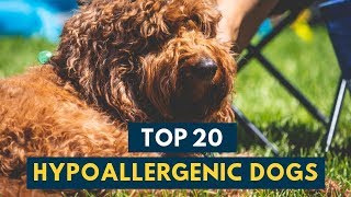 Hypoallergenic Dogs 20 Family Dogs That Don’t Shed [upl. by Wons]