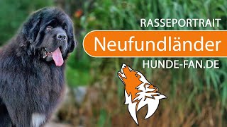 ► Neufundländer 2019 Rasse Aussehen amp Charakter [upl. by Paget859]