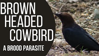 Brown Headed Cowbirds  A Brood Parasite [upl. by Niar454]