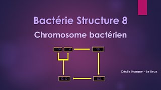 Bactérie Structure 8 MATERIEL GENETIQUE  CHROMOSOME BACTERIEN [upl. by Chane248]