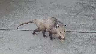 Possum Playing Dead [upl. by Ive]