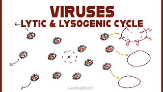 Lytic and Lysogenic Cycles of Virus Replication [upl. by Neelia]