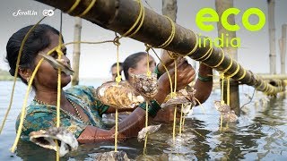 Eco India How a simple innovation in oyster farming has transformed the lives of these fisherwomen [upl. by Swee]