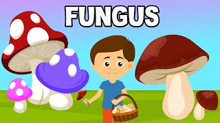 Fungus  Microorganism  Introduction to Fungus  What are Fungi  Biological Classification Fungi [upl. by Rennie]