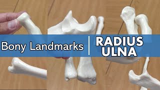 Bony Landmarks of the Radius and Ulna [upl. by Olegnad628]