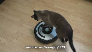 Cat shows HOW TO use iRobot Roomba Vacuum [upl. by Anderea]