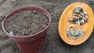 How to Start Marigolds from Seeds Indoors [upl. by Hein]