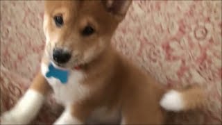 Shiba Inu Puppy Playing  10 Weeks [upl. by Gerek]