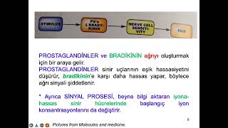 AĞRI1Ağrı türleri ve mekanizması [upl. by Neel]