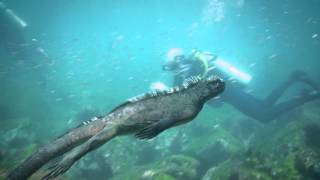 Marine Iguanas [upl. by Locklin650]