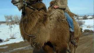 bactrian camel ride [upl. by Enyallij]