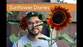 Sunflower Diaries • Growing Different Varieties amp Seed Collecting [upl. by Harcourt]