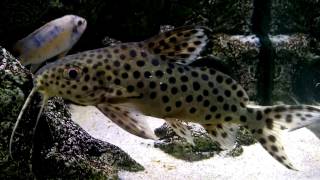 Synodontis Ocellifer upside down catfish [upl. by Doughman]