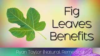 Fig Leaves Benefits amp Uses [upl. by Atil]