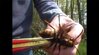 ZOOM ON AN ASIAN GIANT HORNET QUEEN [upl. by Yednarb]