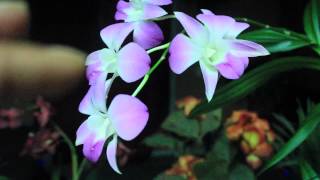 ALL ABOUT DENDROBIUM ORCHIDS  Phalaenopsis and Nobile [upl. by Raeann]