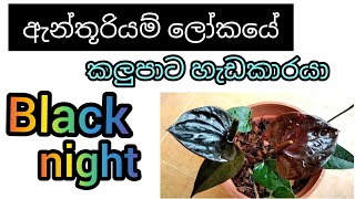 Anthurium varieties black night [upl. by Heffron]