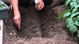 How to Start Marigolds From Seeds  The Chefs Garden [upl. by Ibloc]