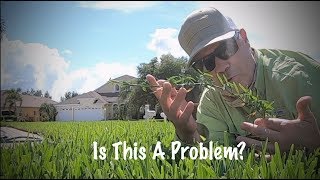 St Augustine Grass Runners Popping Up  Looping Stolons [upl. by Emerej]