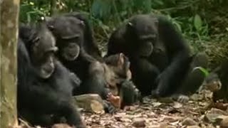 Chimpanzees Sophisticated Use of Tools  BBC Studios [upl. by Asiela798]