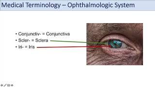 How To Become A Optometrist  Tips For Applying To Optometry School [upl. by Mit]