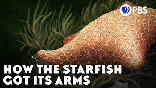 How the Starfish Got Its Arms [upl. by Kendry828]