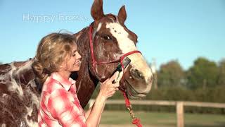 Wash Your Horse with StripHair Gentle Groomer [upl. by Alicec14]