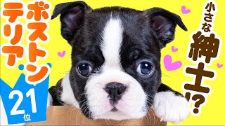 ❤️人気21位【ボストン・テリアってどんな犬？】子犬の価格や性格、寿命、飼いやすさは？ カワイイ動画でチェック！ [upl. by Ynohtnakram]