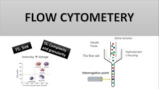 The Principle of Flow Cytometry and FACS 1 Flow Cytometry [upl. by Cerallua]