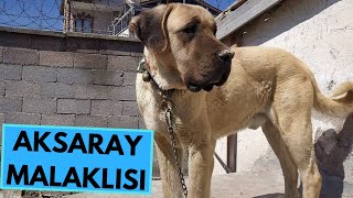 Aksaray Malaklısı  TOP 10 Interesting Facts [upl. by Floeter816]