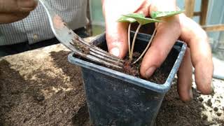 How to grow cyclamen from seed part 3 [upl. by Aiciruam]