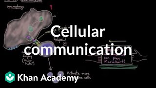 Cellular communication  Cells  MCAT  Khan Academy [upl. by Ameluz31]